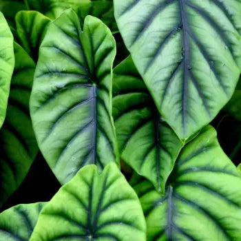 Alocasia Care