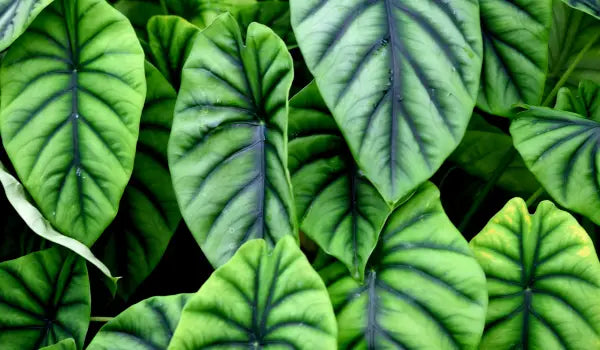 Alocasia Care