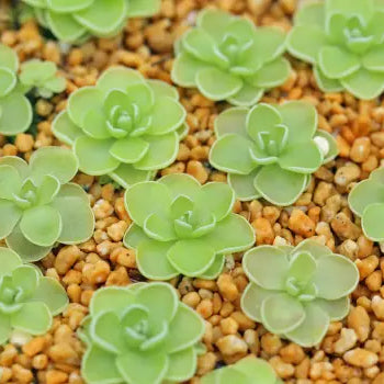 Growing Pinguicula (Butterwort) Indoors