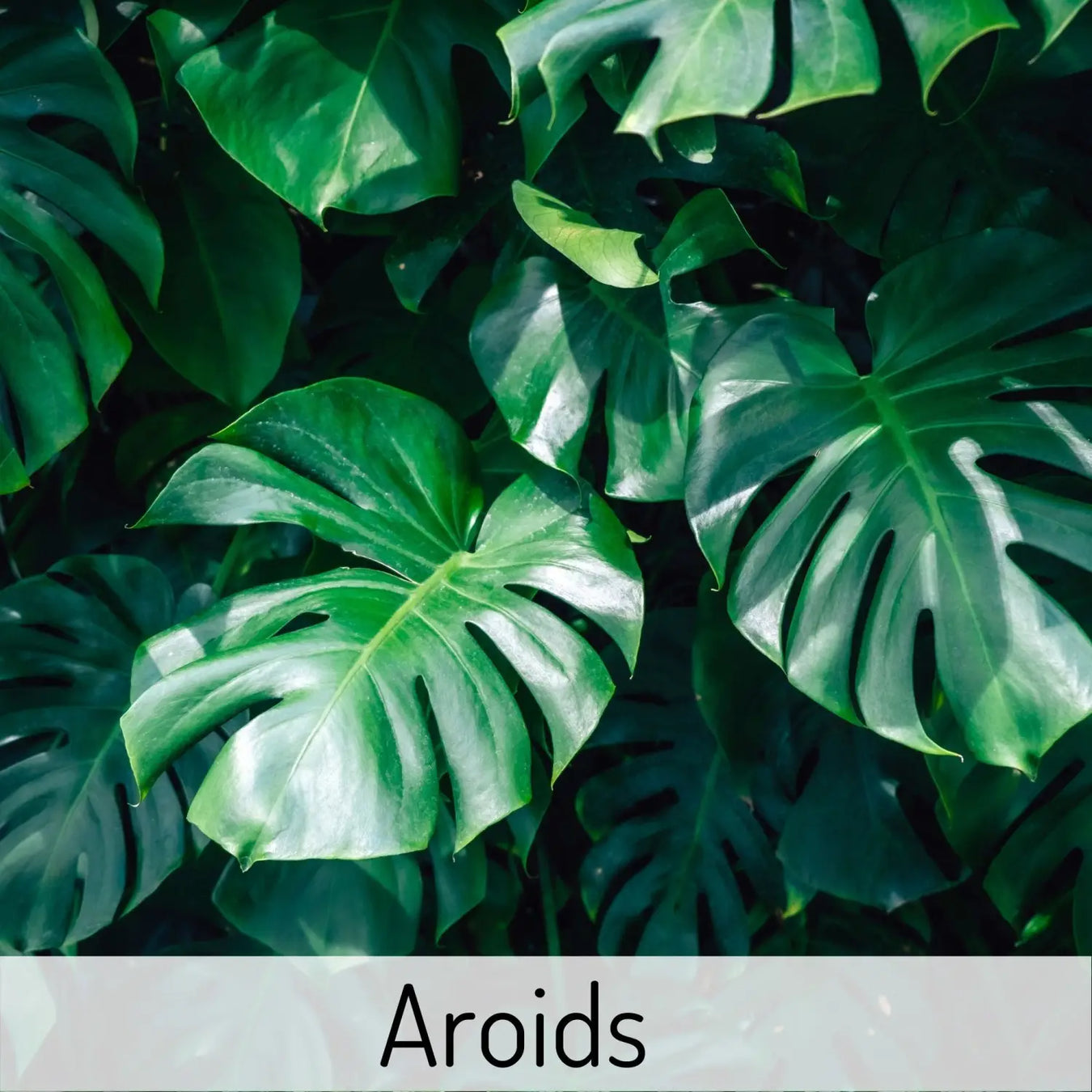 Aroids