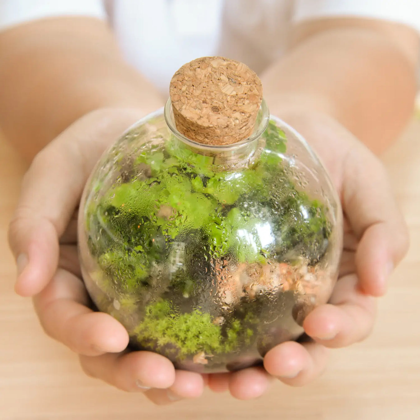 Terrarium plants