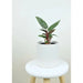 120 mm matte white ceramic pot