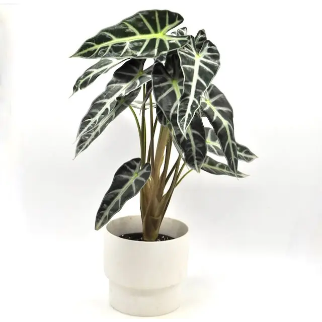 Alocasia bambino - indoor plant