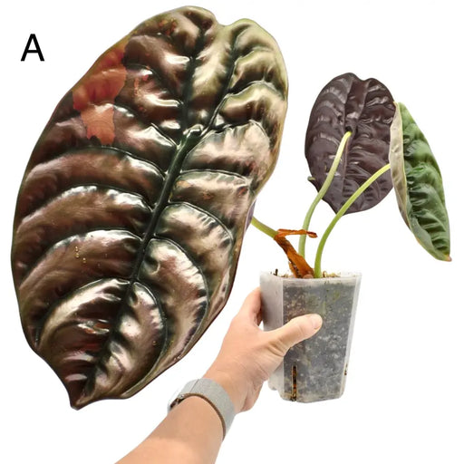 Alocasia Cuprea Variegata - A - indoor plant