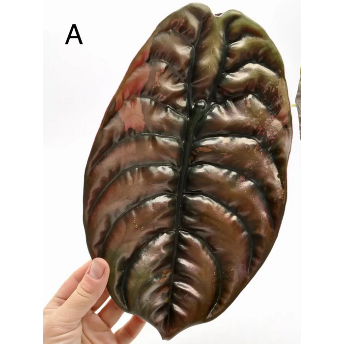 Alocasia Cuprea Variegata - indoor plant