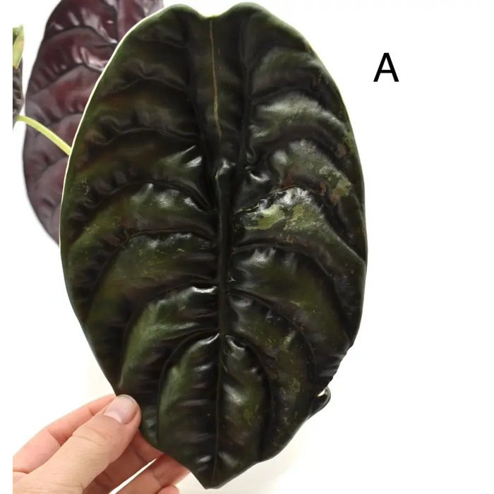 Alocasia Cuprea Variegata - indoor plant