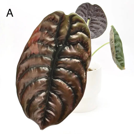 Alocasia Cuprea Variegata - indoor plant
