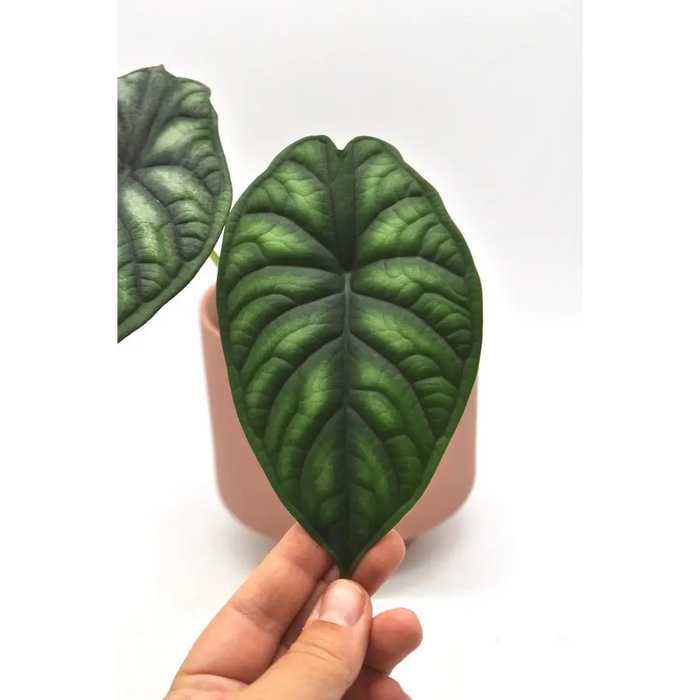 Alocasia Dragon scale - indoor plant