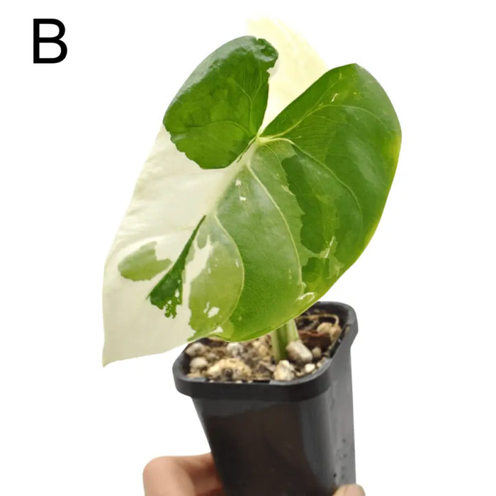 Alocasia Macrorrhiza Variegata