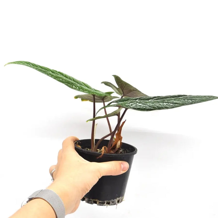 Alocasia Scalprum - indoor plant