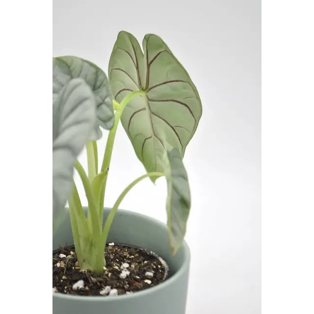 Alocasia Silver Dragon - indoor plant