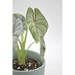 Alocasia Silver Dragon - indoor plant