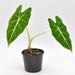 Alocasia Green Velvet - indoor plant