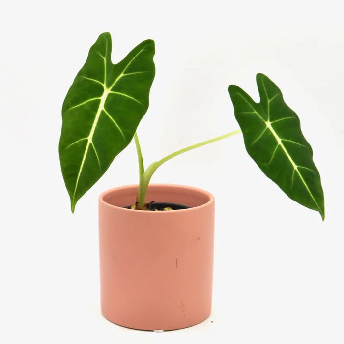 Alocasia Green Velvet - indoor plant