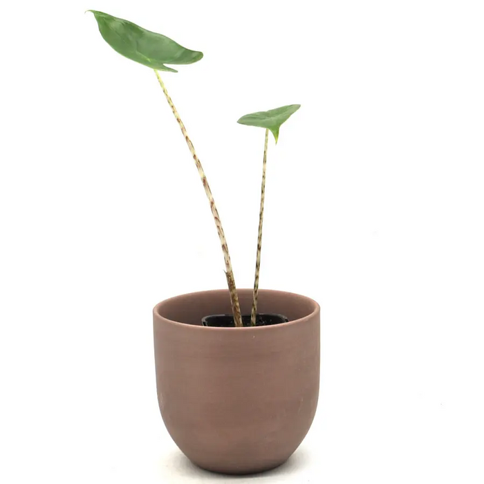 Alocasia zebrina - indoor plant