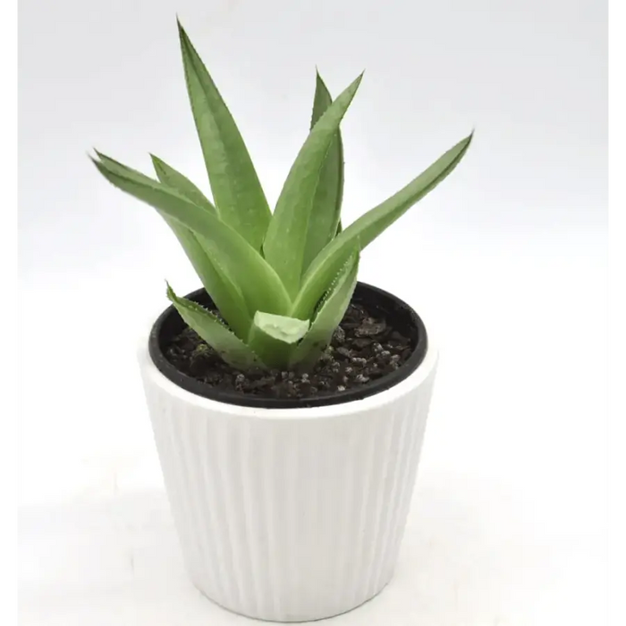 Aloe sp. 2