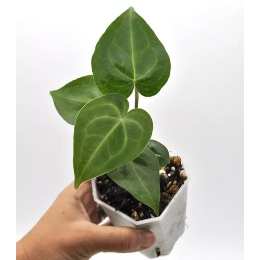 Anthurium Clarinervium - indoor plant