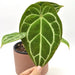 Anthurium Crystallinum (pure) - indoor plant