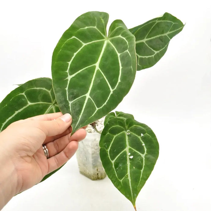 Anthurium Crystallinum x Forgetii - indoor plant