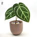 Anthurium Crystallinum x (seed grown) - 3 - indoor plant