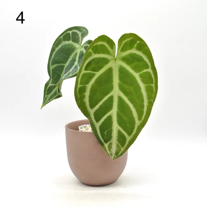 Anthurium Crystallinum x (seed grown) - 4 - indoor plant