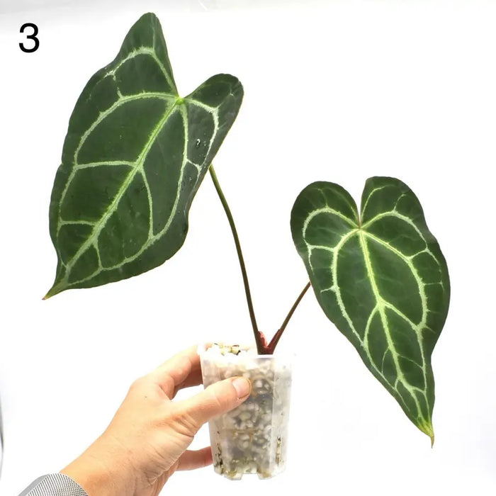 Anthurium Crystallinum x (seed grown) - indoor plant