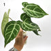 Anthurium Crystallinum x (seed grown) - indoor plant