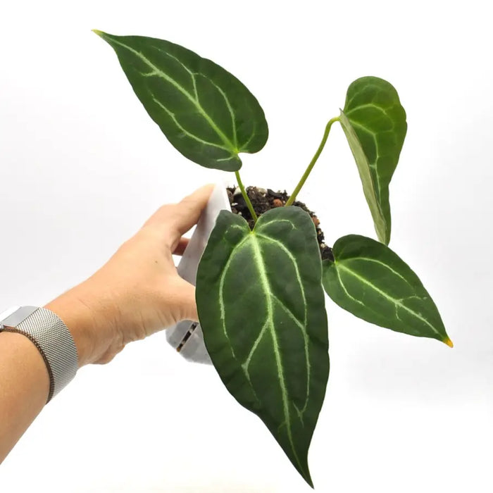 Anthurium Dark Hybrid x Warocqueanum - indoor plant