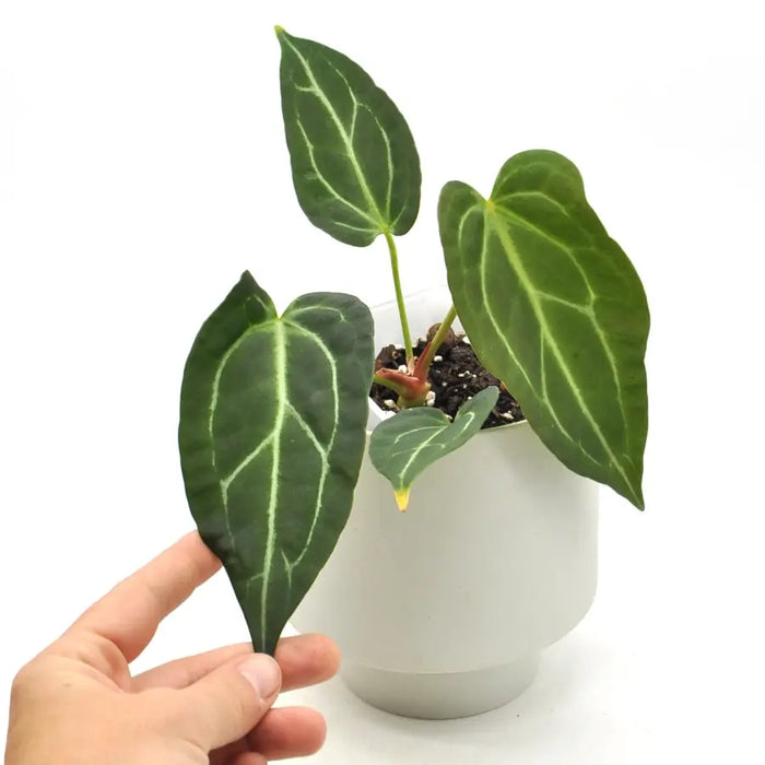 Anthurium Dark Hybrid x Warocqueanum - indoor plant