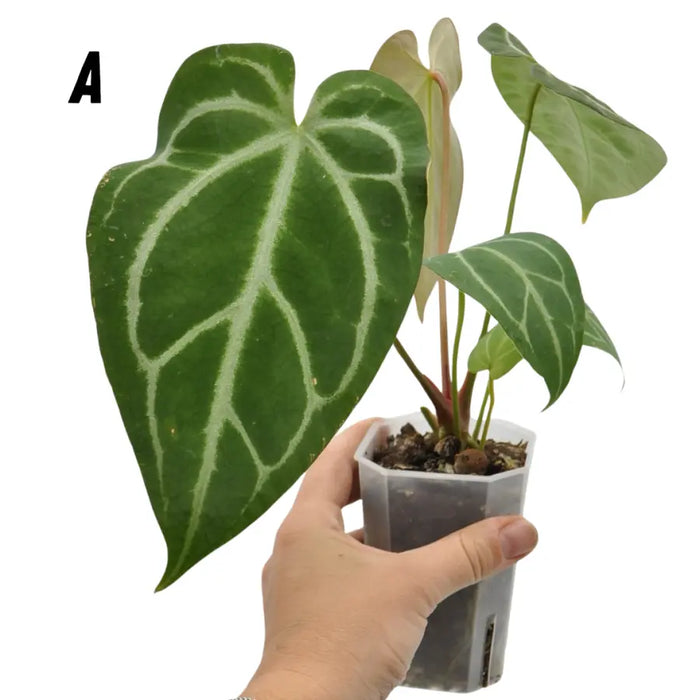 Anthurium Dressleri x Forgetii x Magnificum - A - indoor plant