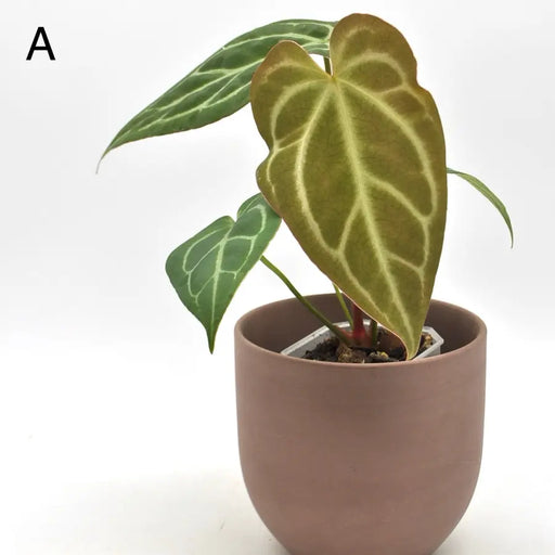 Anthurium Dressleri x Forgetii x Magnificum - indoor plant