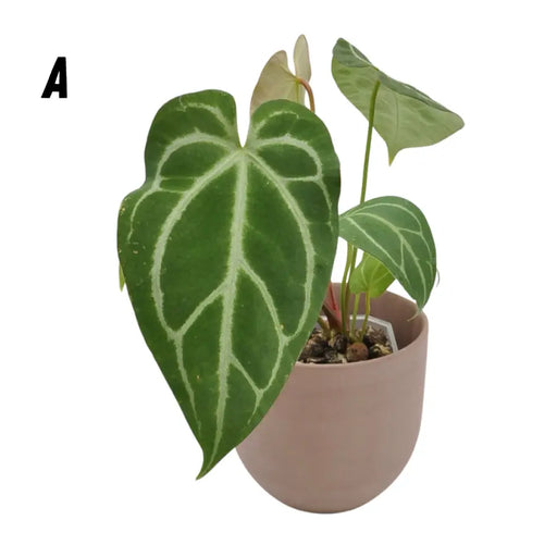 Anthurium Dressleri x Forgetii x Magnificum - indoor plant