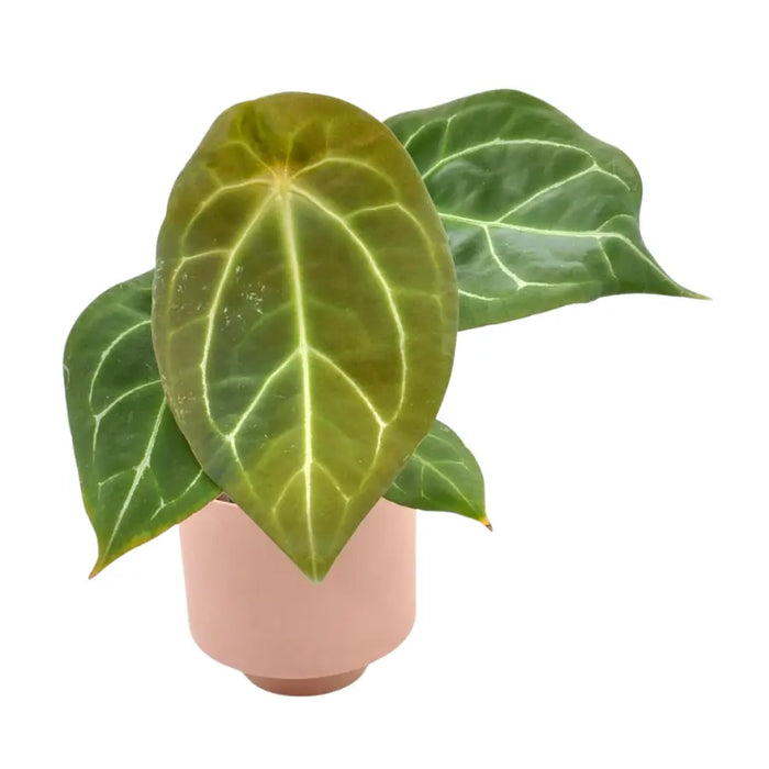 Anthurium Forgetii - indoor plant