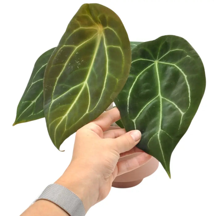 Anthurium Forgetii - indoor plant