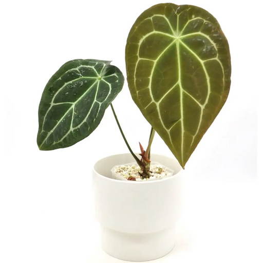 Anthurium Forgetii x - indoor plant