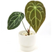 Anthurium Forgetii x - indoor plant