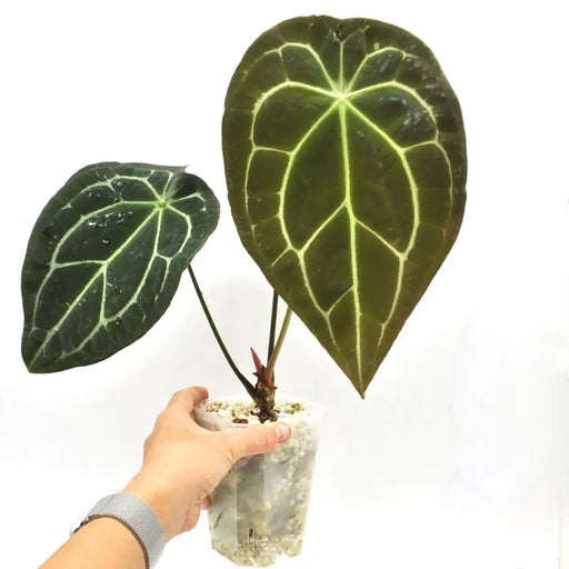 Anthurium Forgetii x - indoor plant