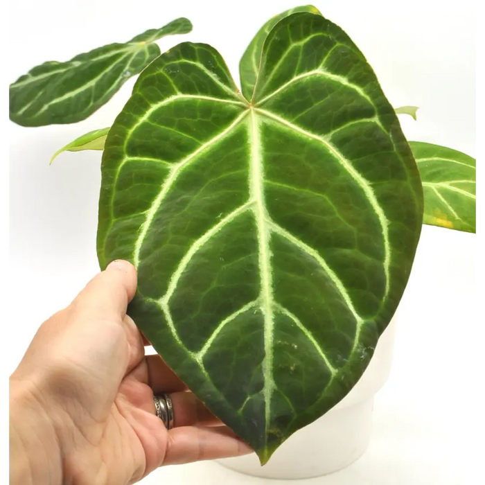 Anthurium magnificum (pure) - indoor plant