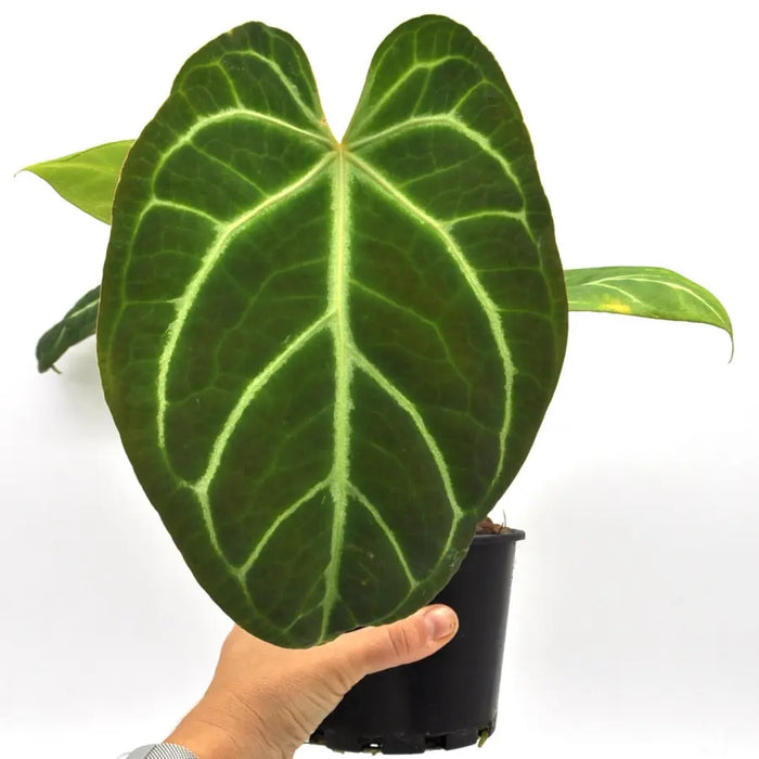 Anthurium magnificum (pure) - indoor plant