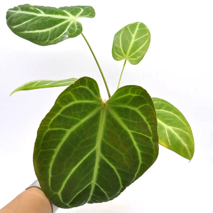 Anthurium magnificum (pure) - indoor plant