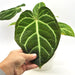 Anthurium magnificum (pure) - indoor plant