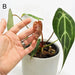 Anthurium magnificum x - indoor plant