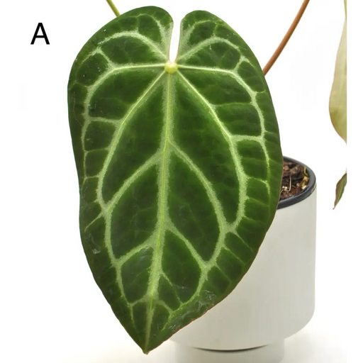 Anthurium magnificum x - indoor plant