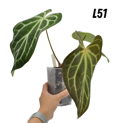 Anthurium magnificum x - L51 - indoor plant