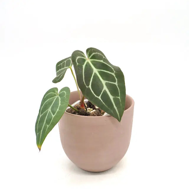 Anthurium magnificum x seedling - indoor plant