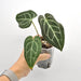 Anthurium magnificum x seedling - indoor plant