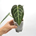 Anthurium magnificum x seedling - indoor plant