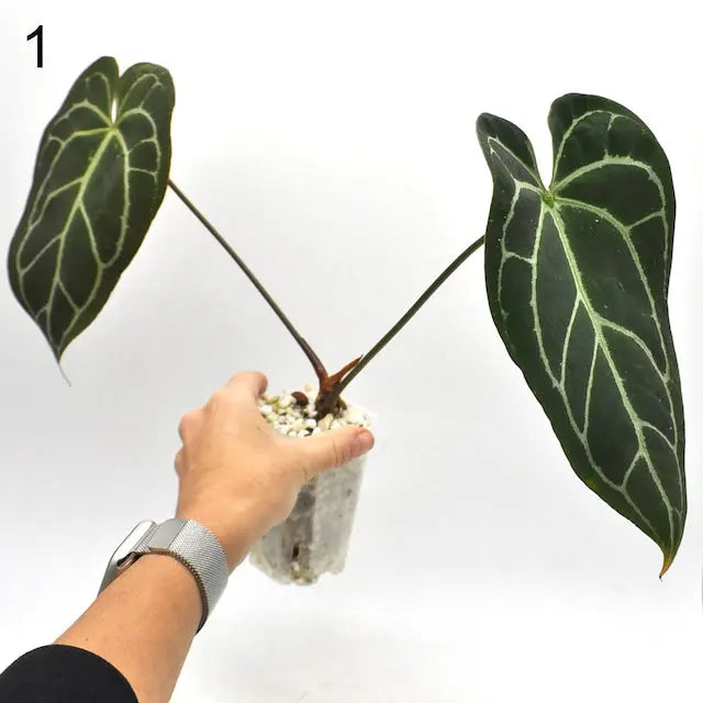 Anthurium NoID x Wild Crystallinum - 1 - indoor plant