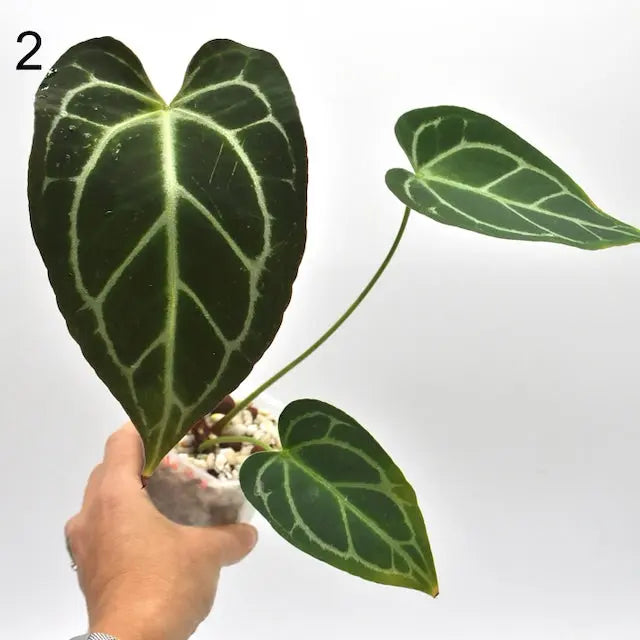 Anthurium NoID x Wild Crystallinum - indoor plant