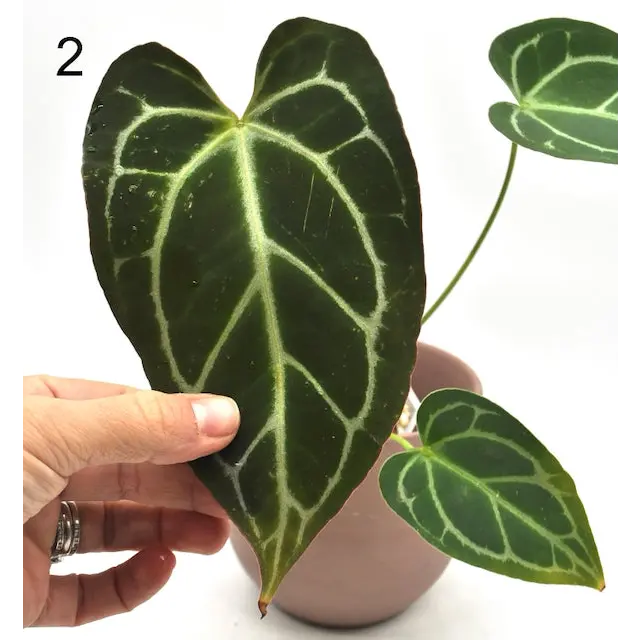 Anthurium NoID x Wild Crystallinum - indoor plant